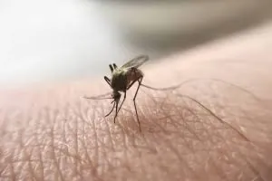 Close-up of a mosquito on human skin
