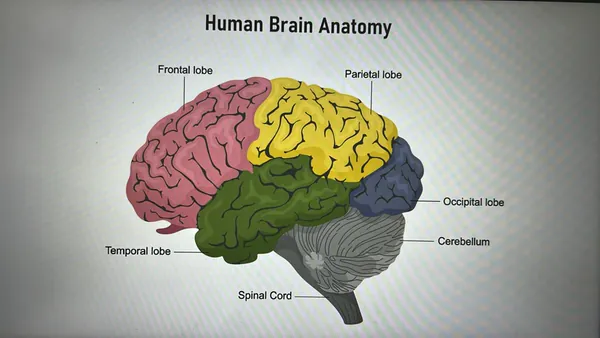 Human brain anatomy slide labelling the lobes, cerebellum and spinal cord
